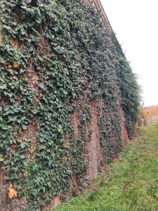Árcsökkenés! 19.századi Présház Szekszárd kapujában, ahol a történelem és a bor találkozik. 3