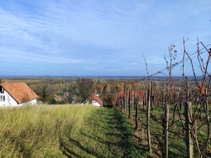 Palánki hegy, Hárslevelű dűlő 5