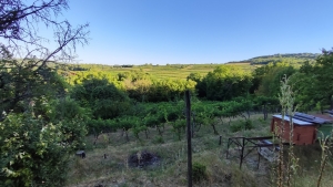 Szekszárd, Baranya-völgyben panorámás tanya, betonút mellett  4